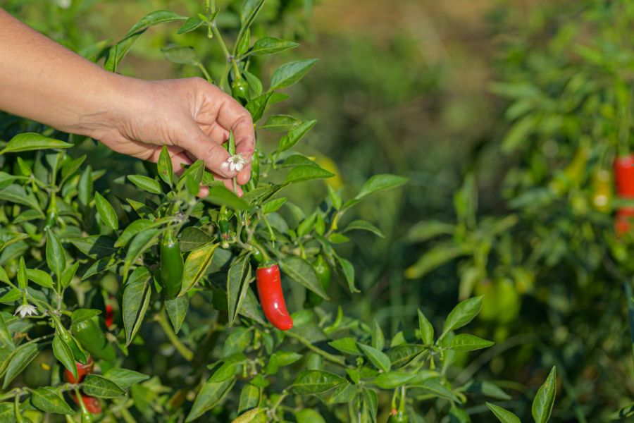 Há um novo projeto de agricultura regenerativa para estudantes e as vagas já abriram