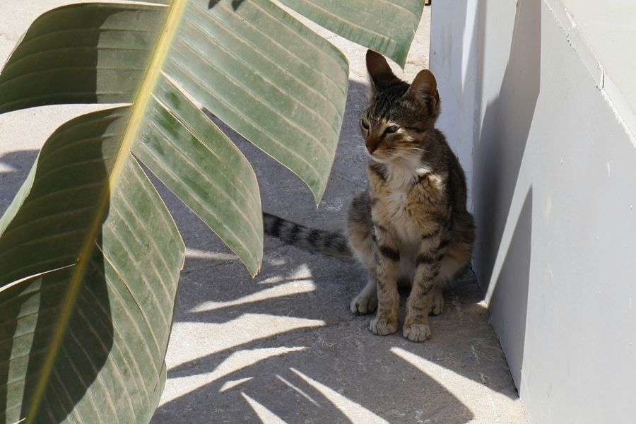 Europa bate recordes de temperatura extrema. O que significa para o planeta?