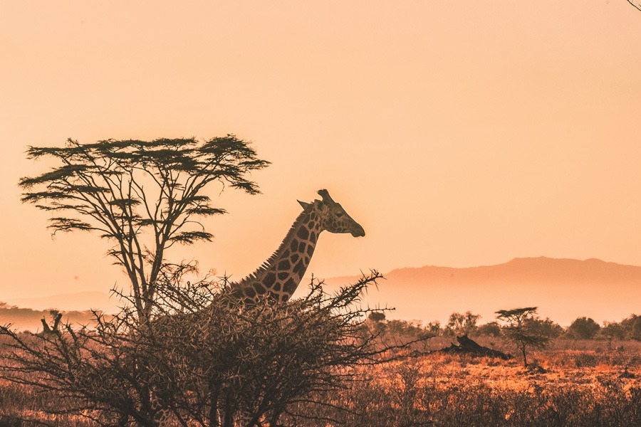 Procura de experiências culturais autênticas dispara turismo em África